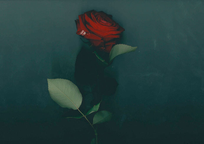 #red #rose #flower #art
