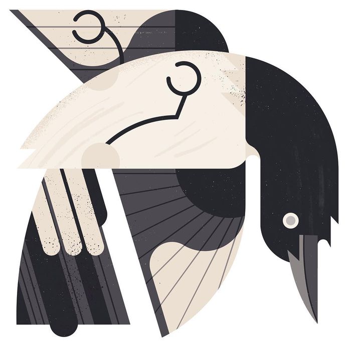 I have been so damn crap at putting up work over the Christmas period. Blame the mammoth amount of work, festivities and fathering duties. Anyway. Here’s a sad one of a dead magpie, found by Chris Packham and his dog. Illustration for @bbcwildlife magazine #magpie #dead #death #deadbird #cheerystartto2018 #bird #animal #wildlife #bbc #illustration #artwork #art