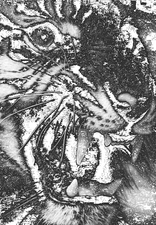 B O Y S #teeth #tiger #gif #cat