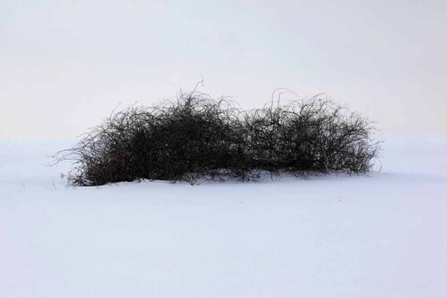 Light Frost by Francine Fleischer #inspiration #photography #art #fine