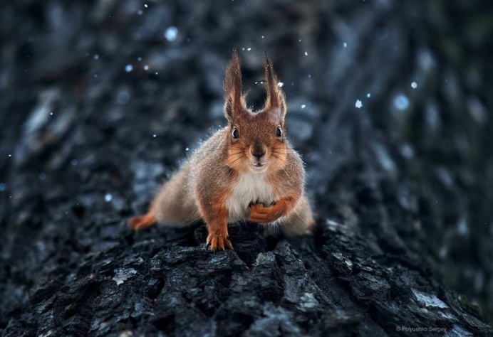 Stunning Animal Portraits by Sergey Polyushko