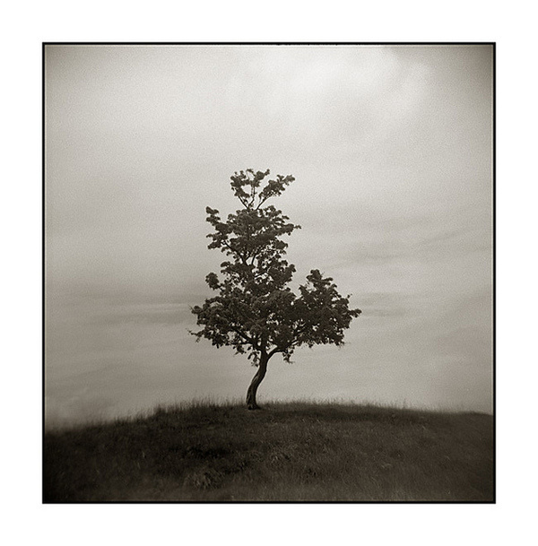 photo #tree