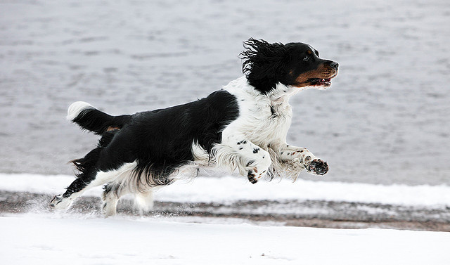 Running Niki | Flickr - Photo Sharing! #movement #hound #snow #fur #running #fast #dog