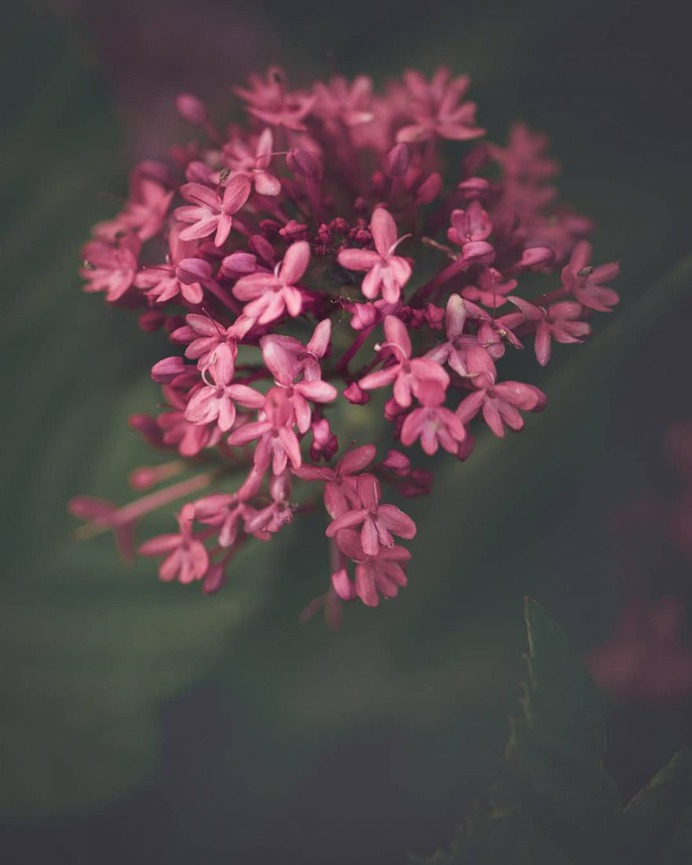 Conceptual and Fine Art Flower Photography by Ana Tudur