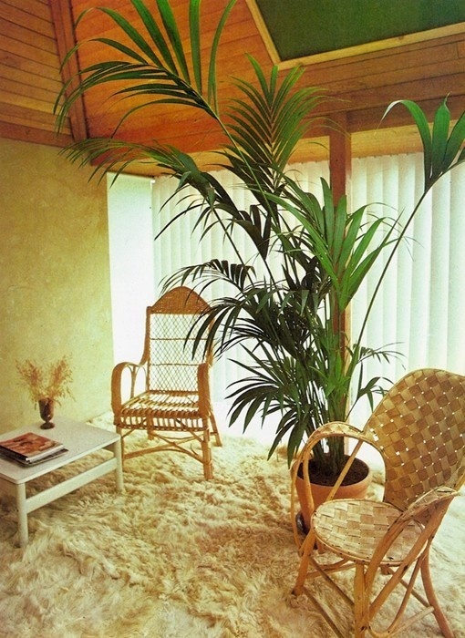 plant