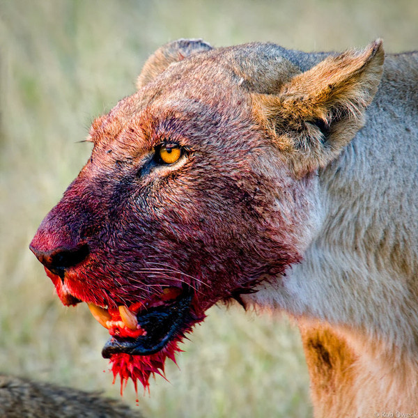 Lioness - Guaila's Commonplace Blog #blood #gore #hunter #brutal #lion #big #cat #meal #lioness #prey #animal