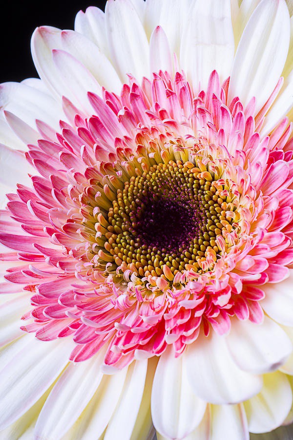 daisy painting & daisy paint by number #painting