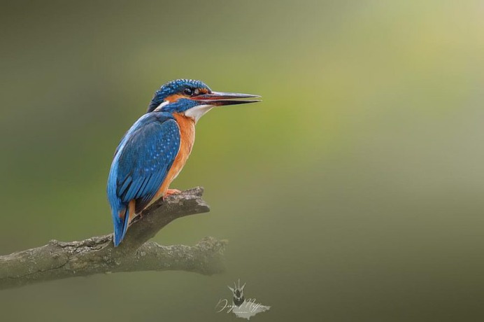 #birds_adored: Wonderful Birds Photography by Diego Maffina