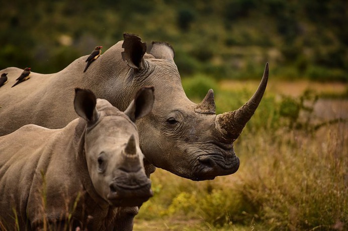 Astonishing Wild Animals Photography in Africa by Steven Dover