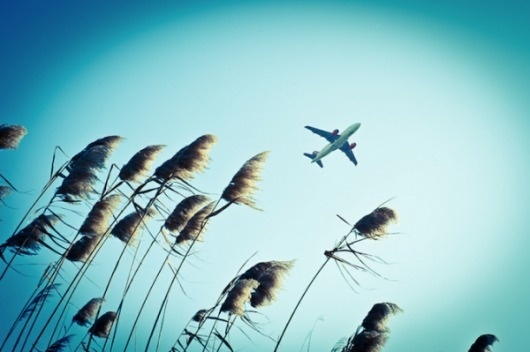 Bird Hunter by Dani Garcia Sarabia » Creative Photography Blog #photography