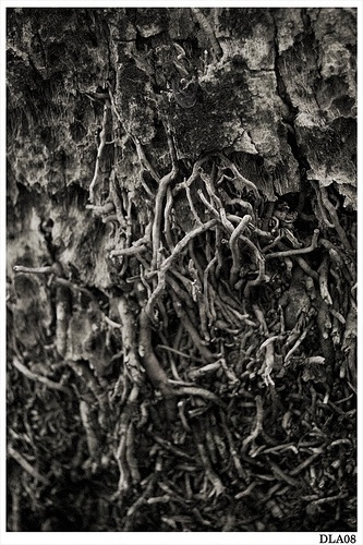 All sizes | Earth | Flickr - Photo Sharing! #white #tree #close #black #digital #photography #up #textures #and