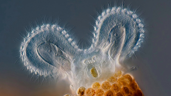 Mouse-Eared Rotifer Poses #rotifer #eared #poses #mouse