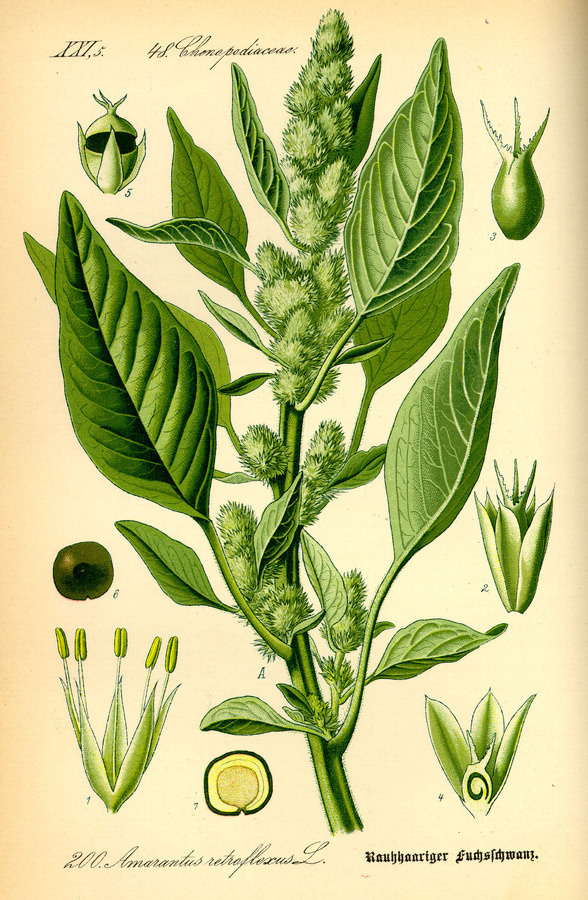 Illustration: Amaranthus retroflexus #wilhelm #flora #thom #biology #print #fauna #otto #dr #illustration #and