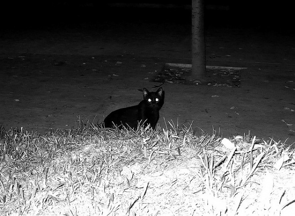 Untitled | Flickr - Photo Sharing! #photography #cats