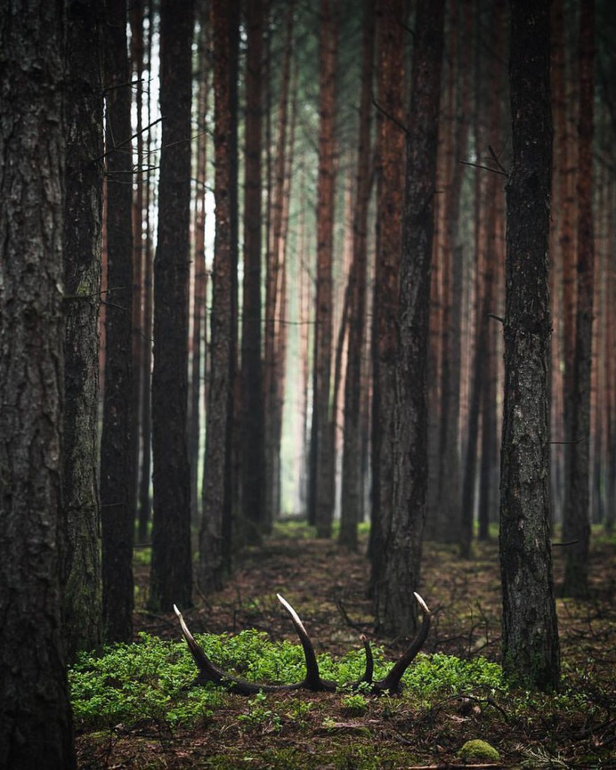 Breathtaking Forest Photography by Jakub Wencek