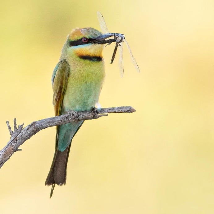 Birds of Australia: Beautiful Bird Photography by Heather Thorning