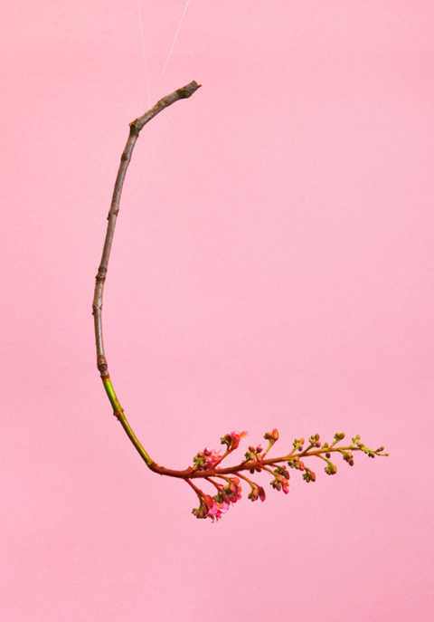 Blossom by Raw Color | PICDIT #pink #photo #color #photography #colour #plant