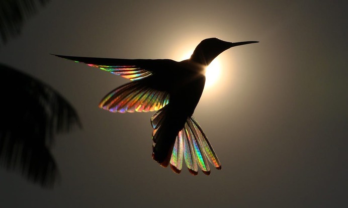 Amazing Shots of a Rainbow Hummingbird Captures Natural Phenonmena