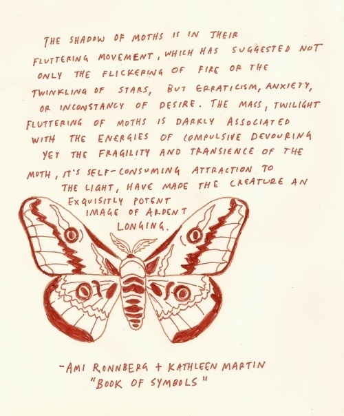 moth | Tumblr #moth #drawing #illustration