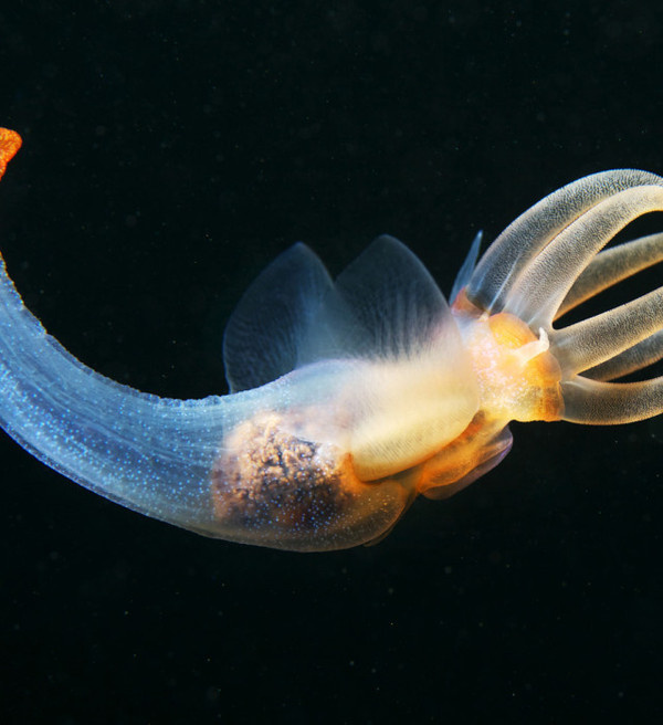 Underwater Photography by Alexander Semenov #photography #underwater #inspiration