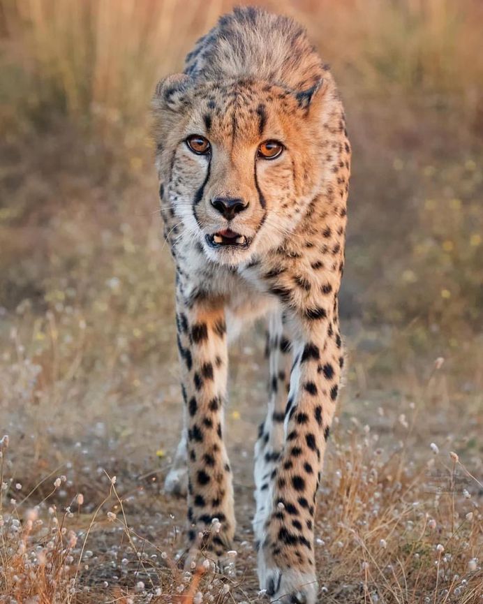 Breathtaking Close-Up Portraits of Wild Animals by Ina Schieferdecker
