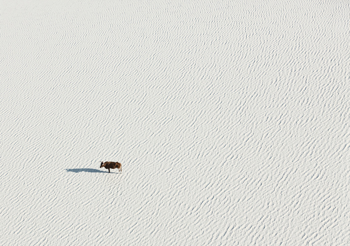 aerial, animal