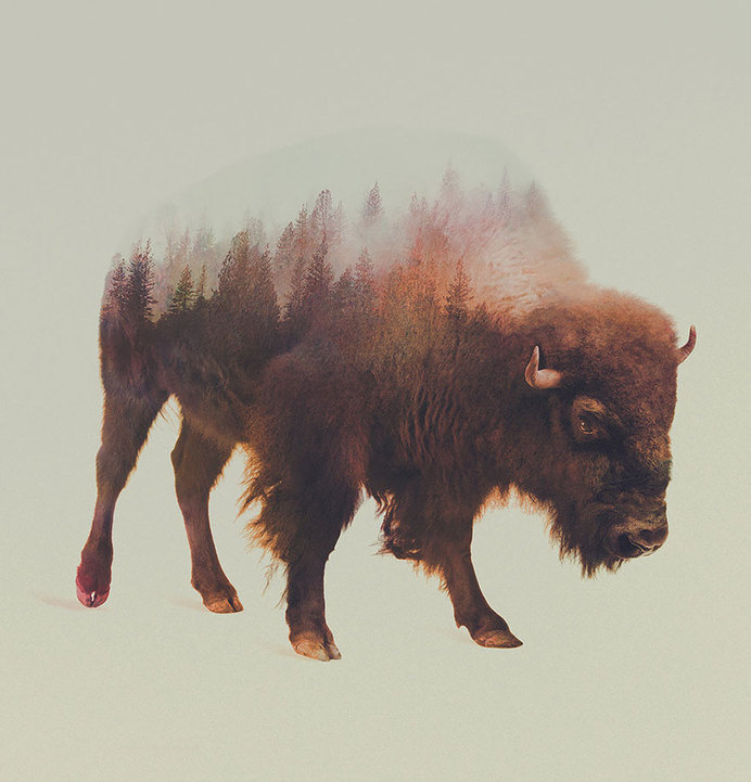 Double-Exposure Animal Portraits By Norwegian Photographer #illustration #buffalo