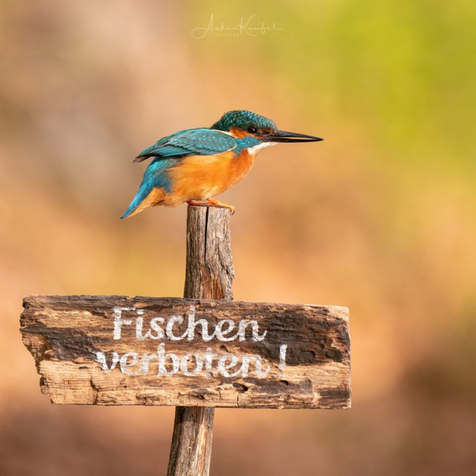 Birds of Germany: Wonderful Bird Photography by Anke Kneifel