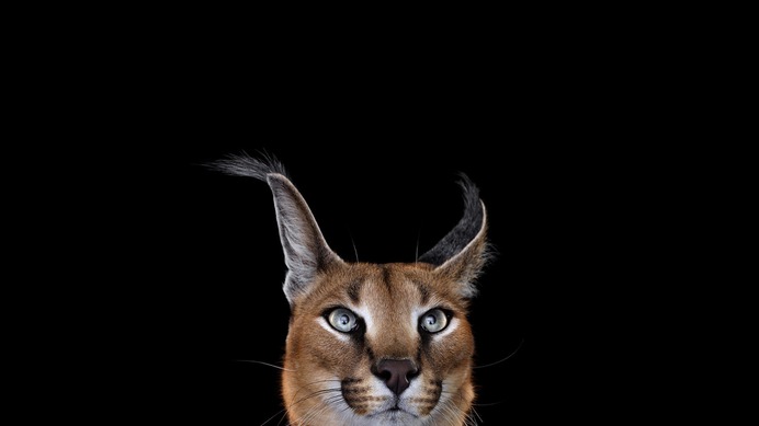 2928451-photography-mammals-cat-simple-background-caracal___animal-wallpapers.jpg (2560×1440)