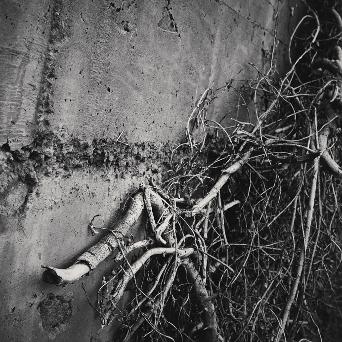 #personal #photography #fuji #x100s #vines