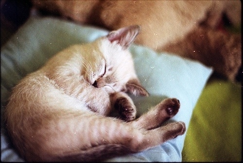 tumblr_ll89buQFBd1qacssno1_500.jpg (500×336) #cat