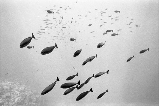 COLT + RANE #white #school #fish #black #and