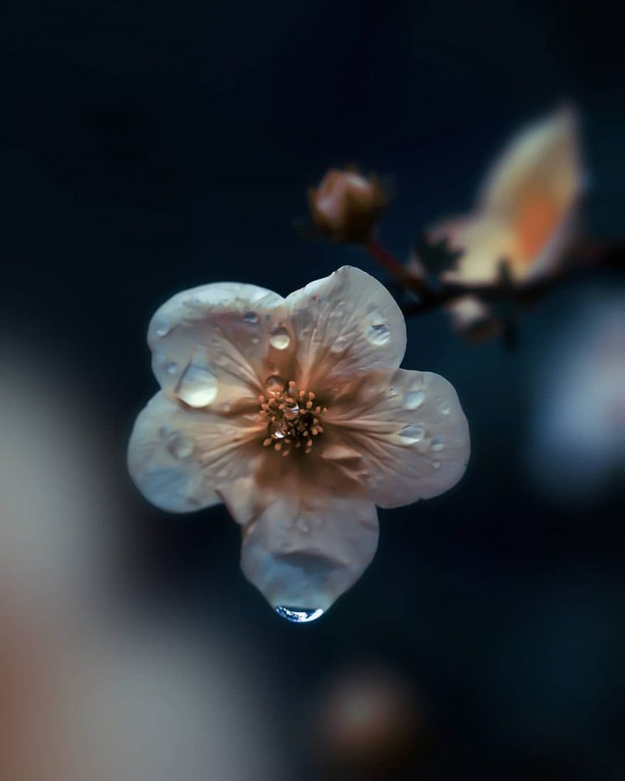 Fabulous Fine Art Flower Photography by Peter Wyss