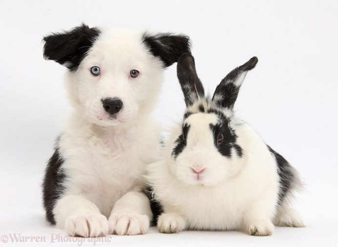 Mark Taylor Captures Hilarious Photos Of Pets Sharing The Same Colors