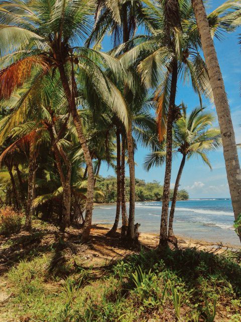 Caribbean Island Life #caribbean #island #beach #tropical #palmtrees #summer #travel #panama
