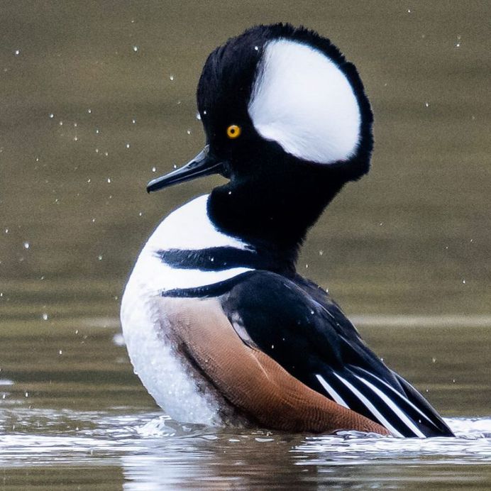 #birdfreaks: Striking Bird Photography by Adam Berry