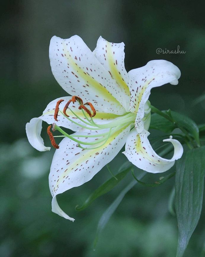 Beautiful Flowers Photography by Miyagawa Sirashu