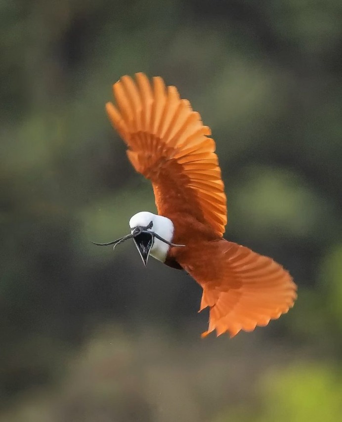 #birdsofinstagram: Fantastic Birds Photography by Mario Wong