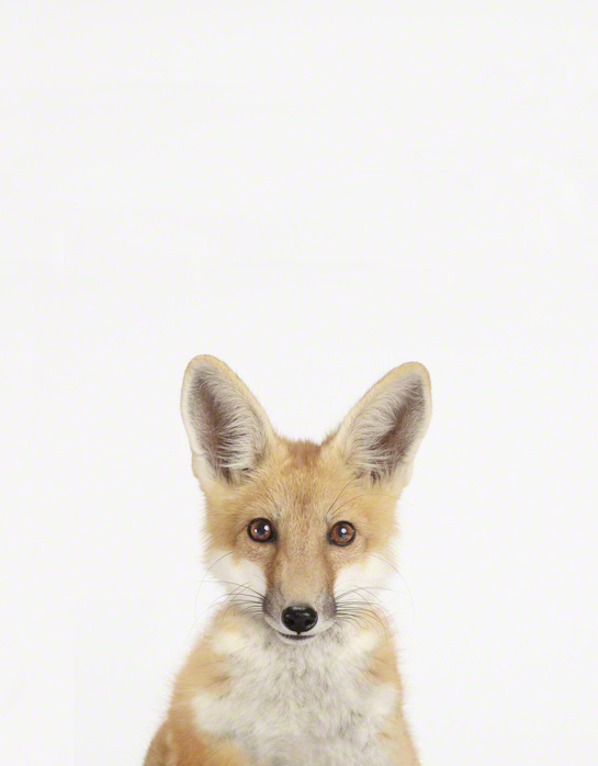 Fox #fox