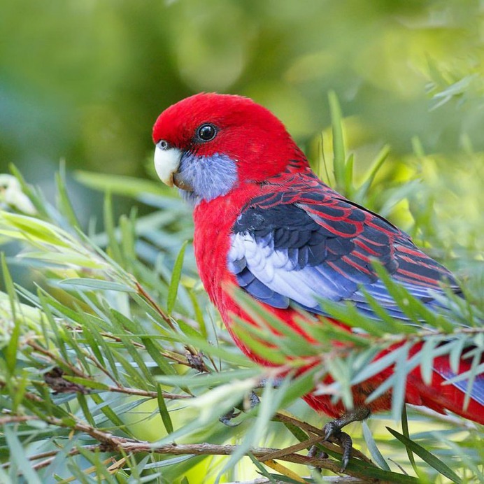 Birds of Australia: Beautiful Bird Photography by Heather Thorning