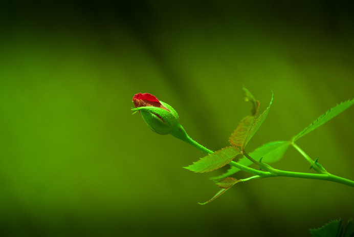 IG123 #flower #rose #bud