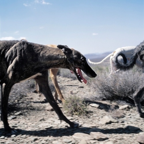 tumblr_lpvll1RoX31qzh19go1_500.jpg 500 × 500 Pixel #photography #dog