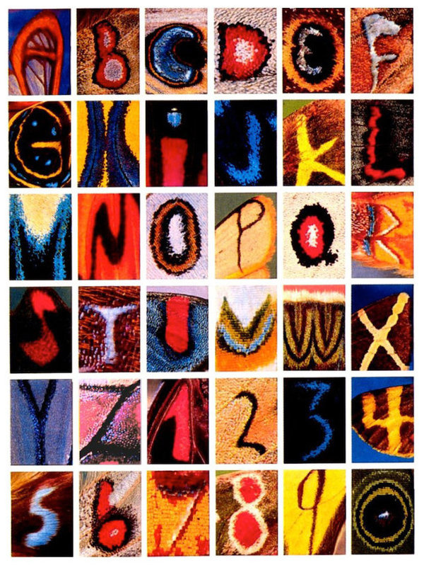 This Alphabet Is Made Entirely From Letters Found On Butterfly Wings #alphabet