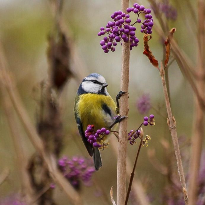 #nuts_about_birds: Awesome Bird Photography by Rogerio Rumao