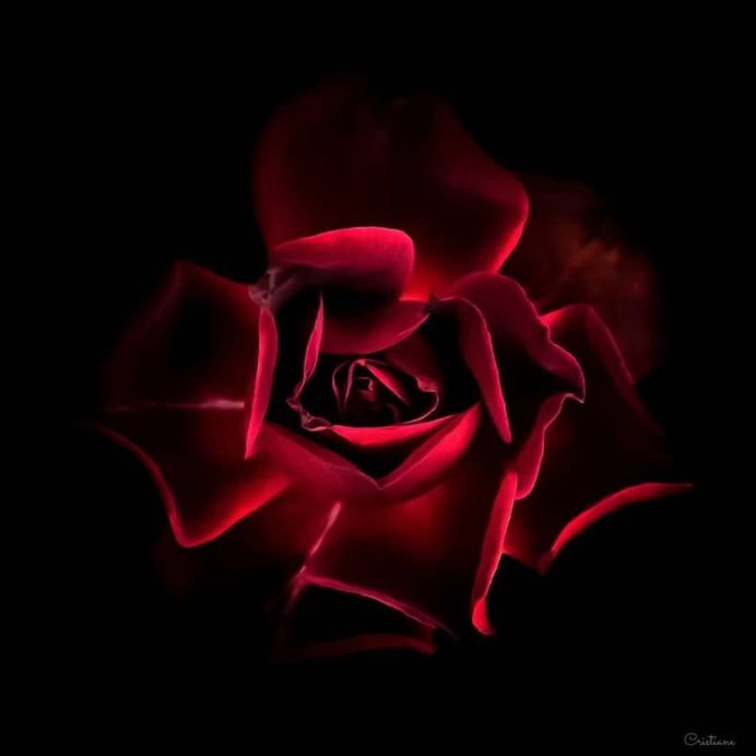 Fine Art Flower Photography by Cristiane Teston