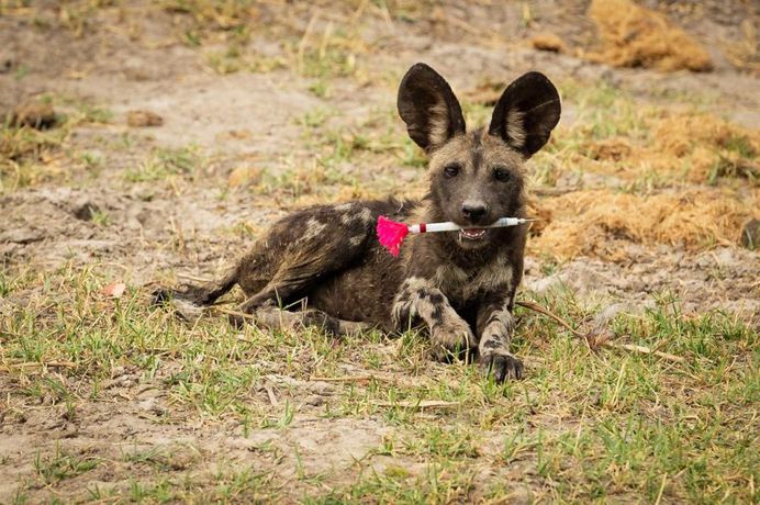 The ecology in action category was won by Dominik Behr for his image of an African wild dog pup playing with a tranquilliser dart in Botswana