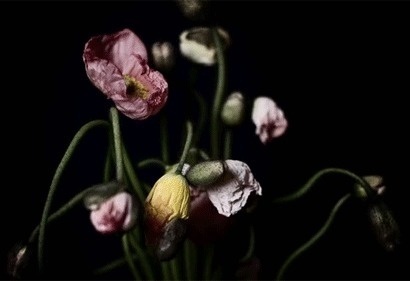 Templo- Brand Inspiration. Niice