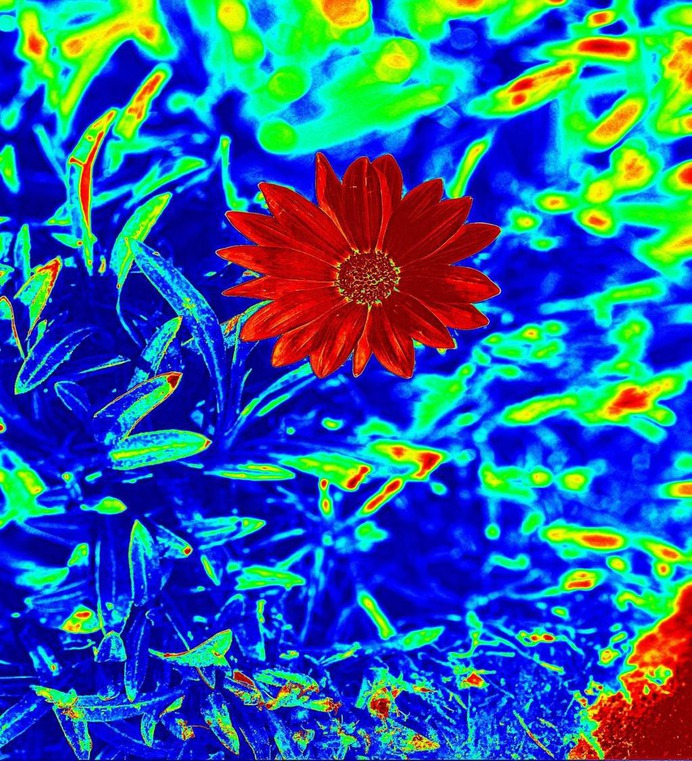 Flower by jasonlee3071 on DeviantArt