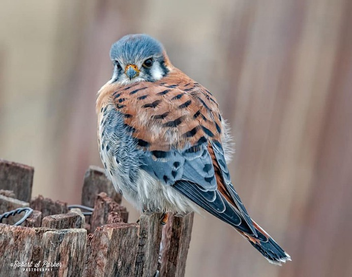 #your_best_birds: Fantastic Birds Photography by Robert S. Parker