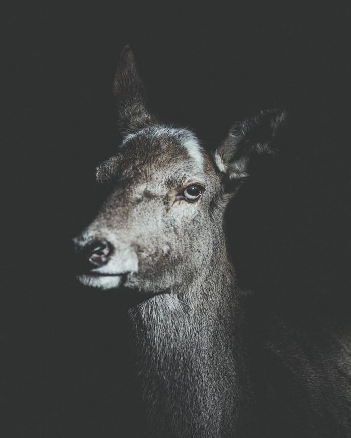#folkscenery: Adorable Animal Portrait Photography by Douglas Fir
